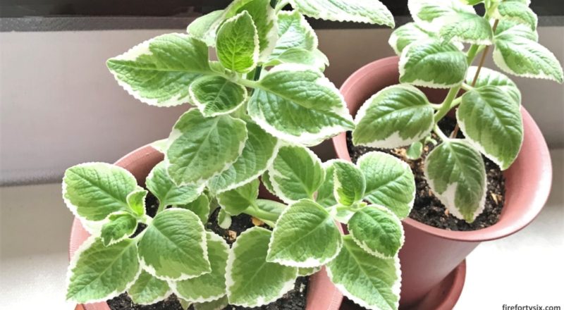 Variegated Indian Borage 16_9